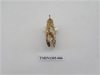 藏品(尺蠖蛾科)的圖片